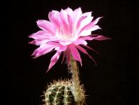 Thumbnail of 1683_Echinopsis Hybride Stars and Stripes_20150701_02(1).JPG